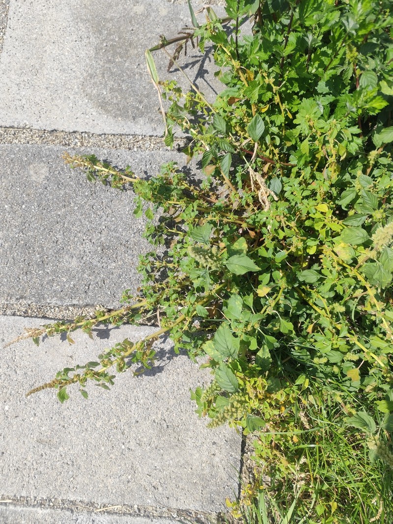Amaranthus blitum subsp. pseudogracilis