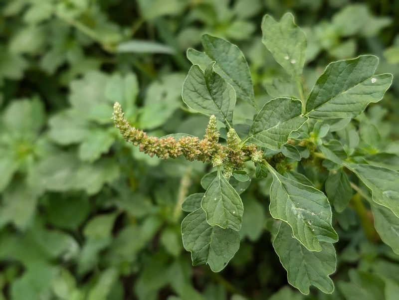 Amaranthus blitum subsp. pseudogracilis photo 2