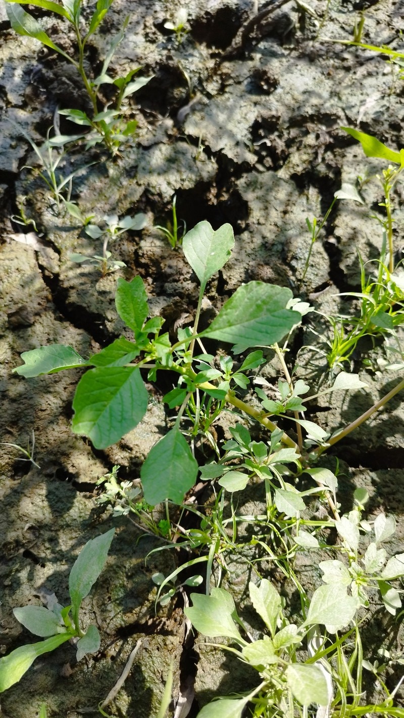 Amaranthus blitum subsp. pseudogracilis photo 3