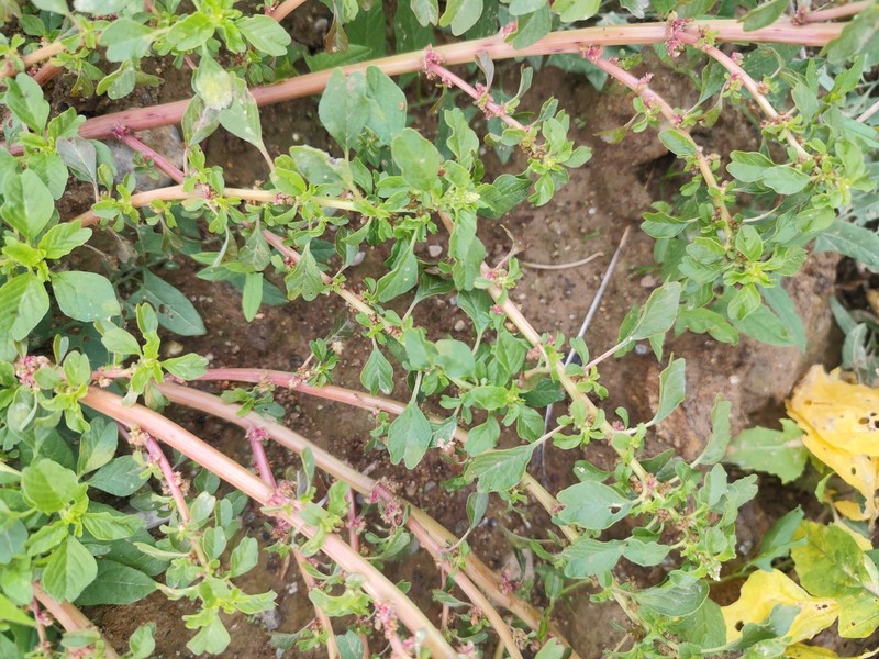 Amaranthus blitum subsp. pseudogracilis photo 4