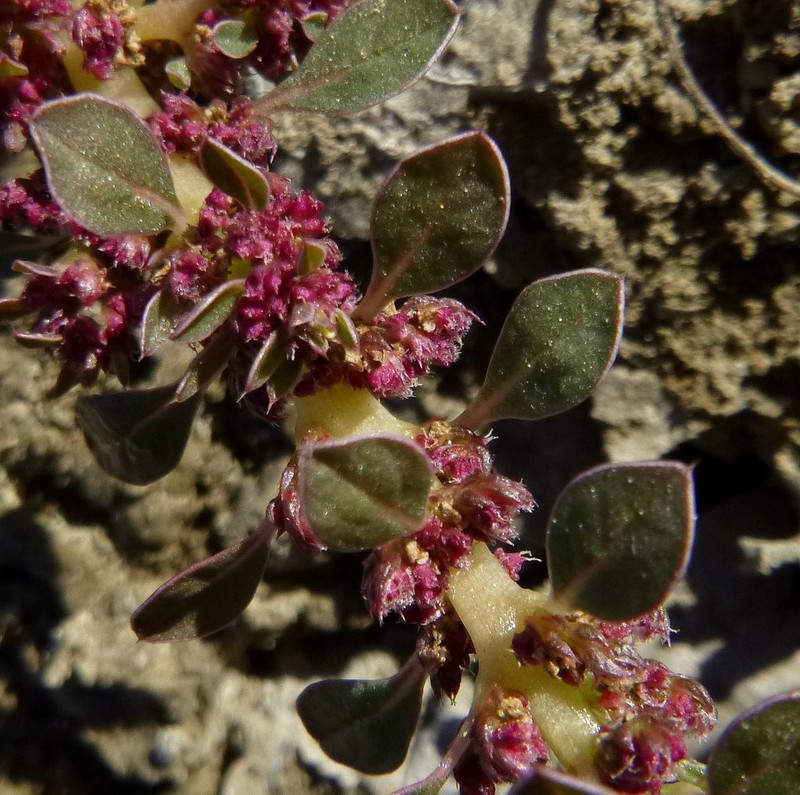 California Amaranth photo 2