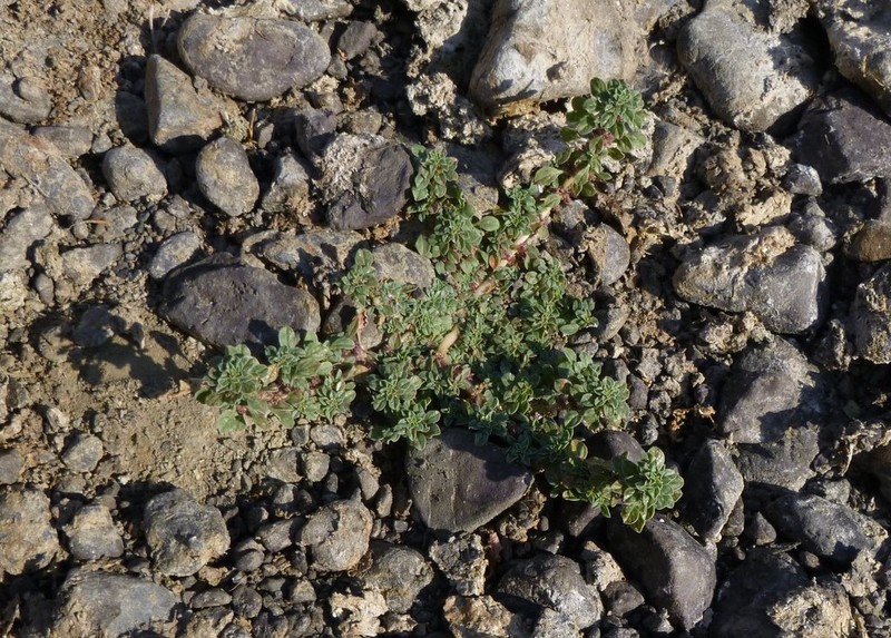 California Amaranth photo 3
