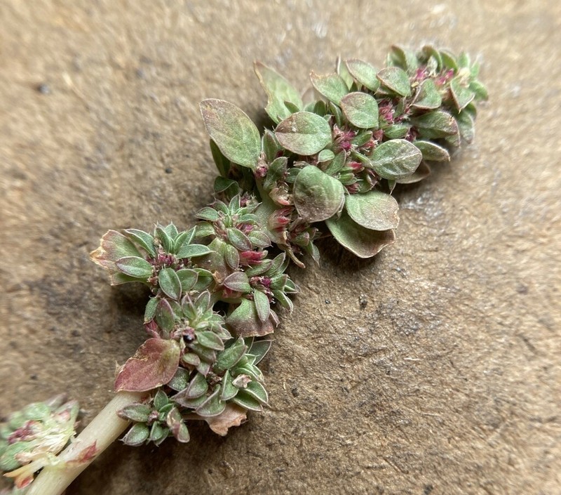 California Amaranth photo 4
