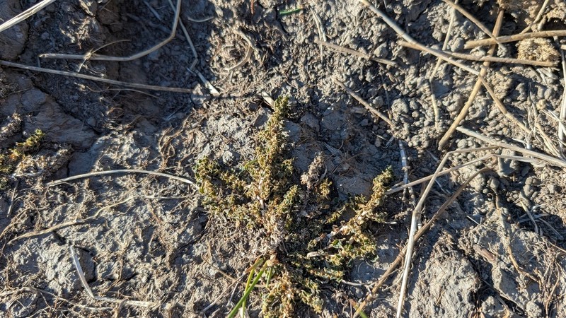 California Amaranth photo 5