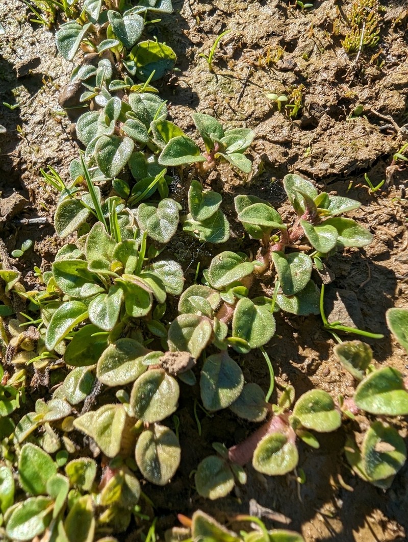 California Amaranth photo 6