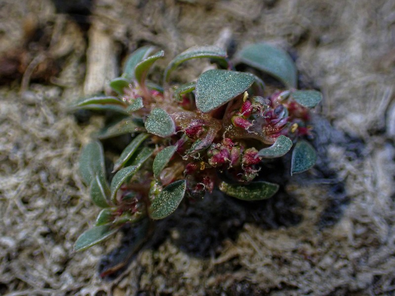 California Amaranth photo 7
