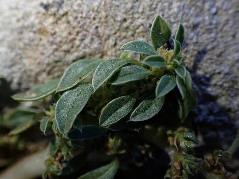 California Amaranth photo 8