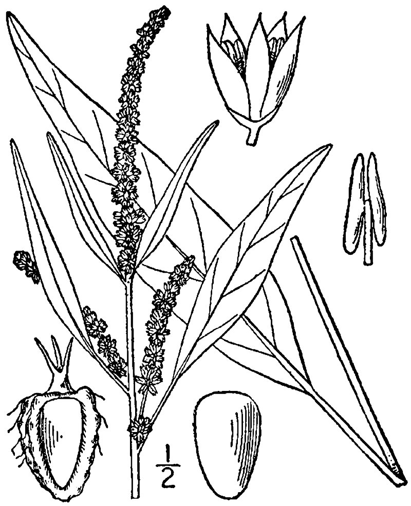 Tidalmarsh Amaranth