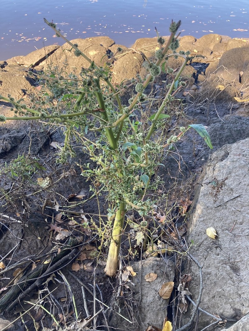 Tidalmarsh Amaranth photo 2