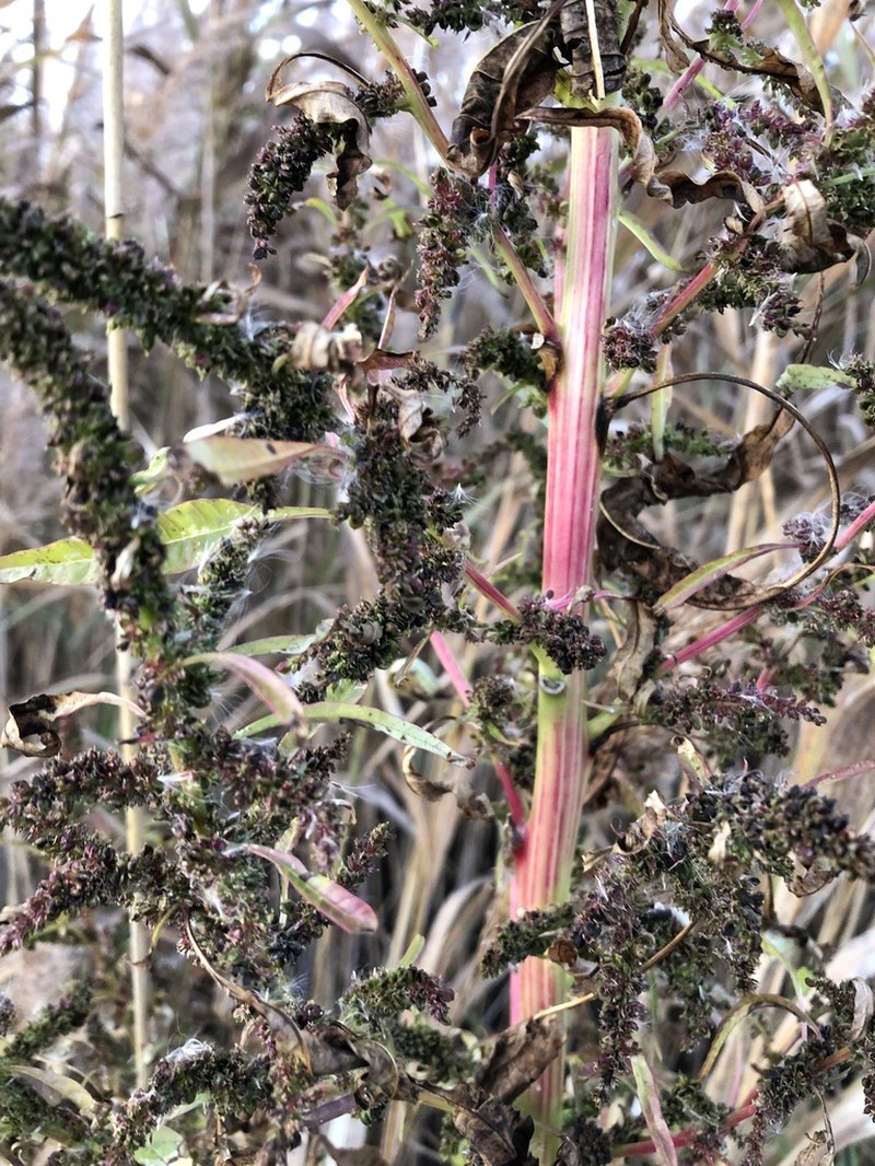 Tidalmarsh Amaranth photo 3