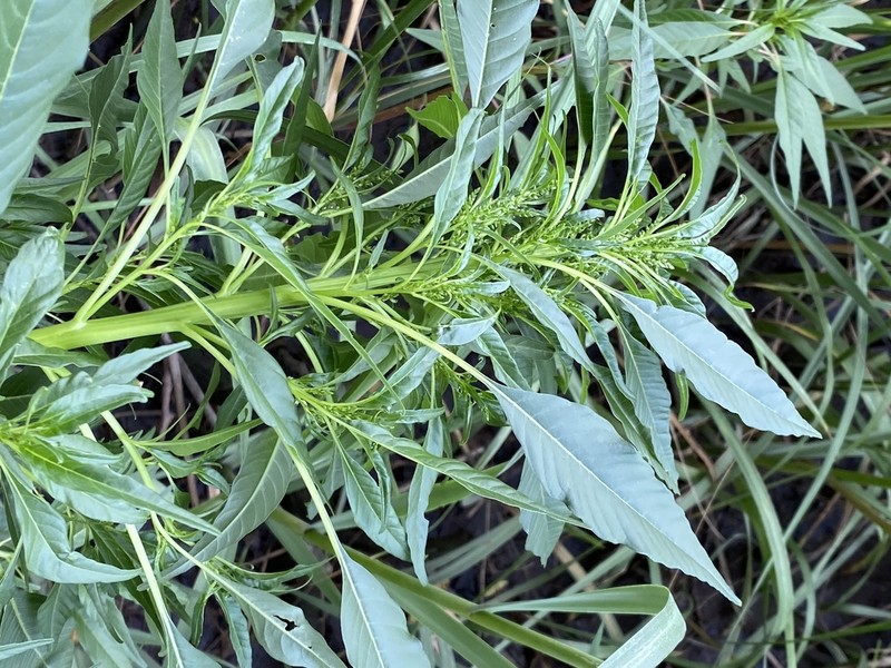 Tidalmarsh Amaranth photo 4
