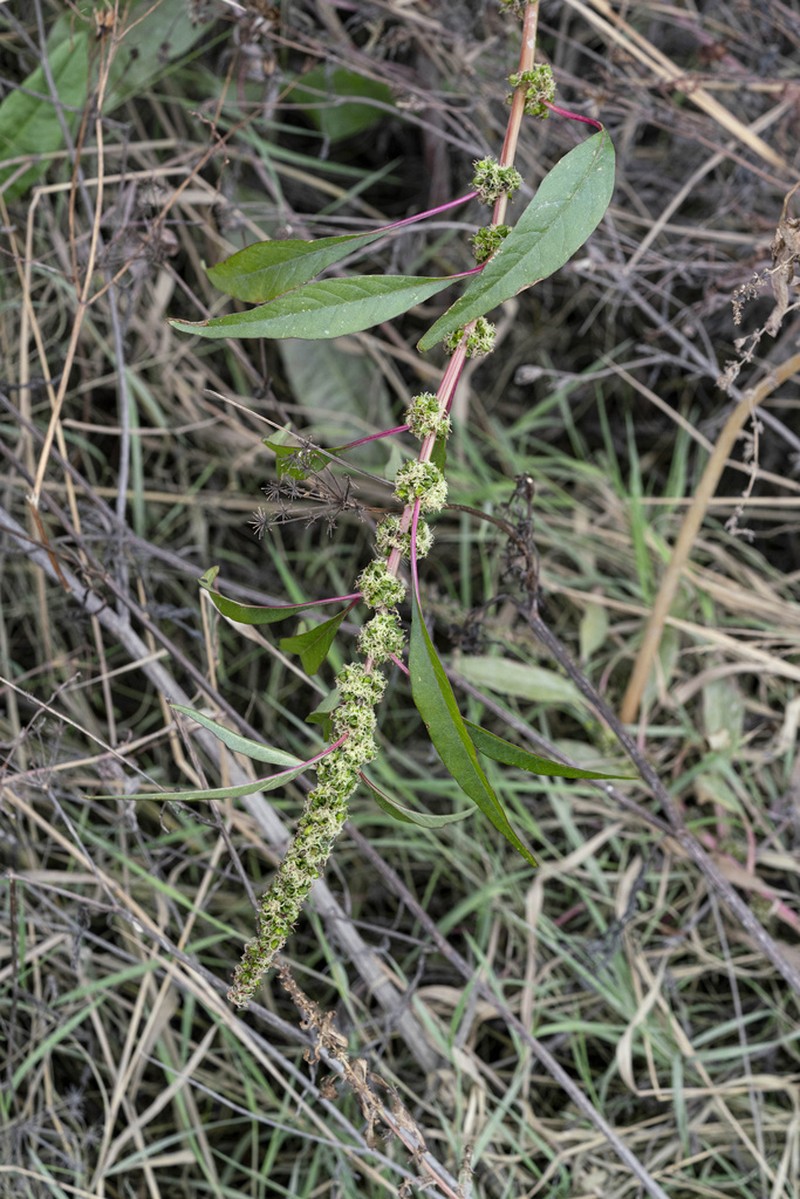 Tidalmarsh Amaranth photo 5