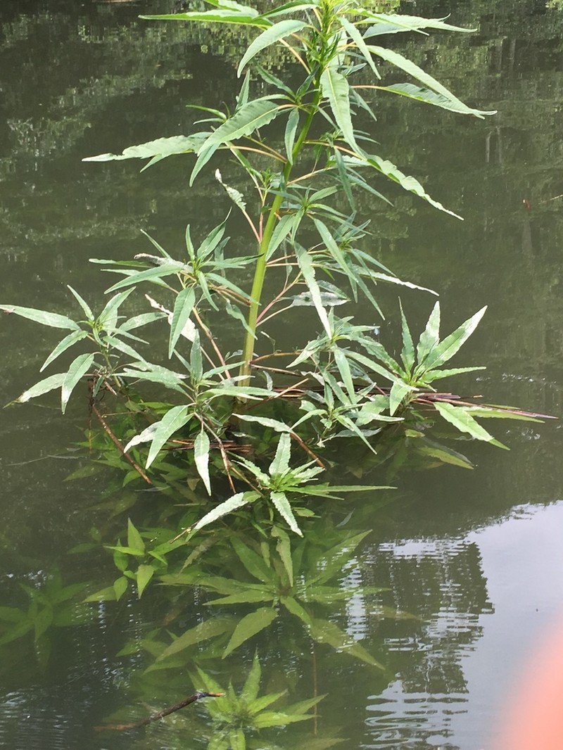 Tidalmarsh Amaranth photo 6