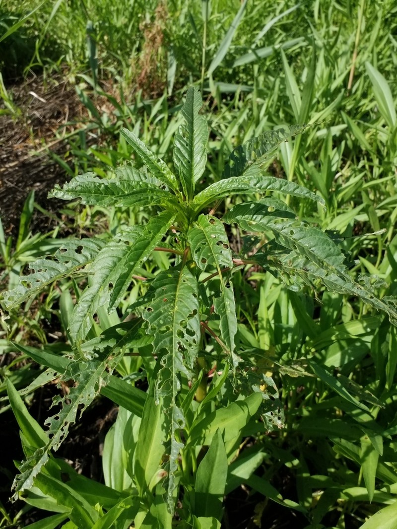 Tidalmarsh Amaranth photo 7
