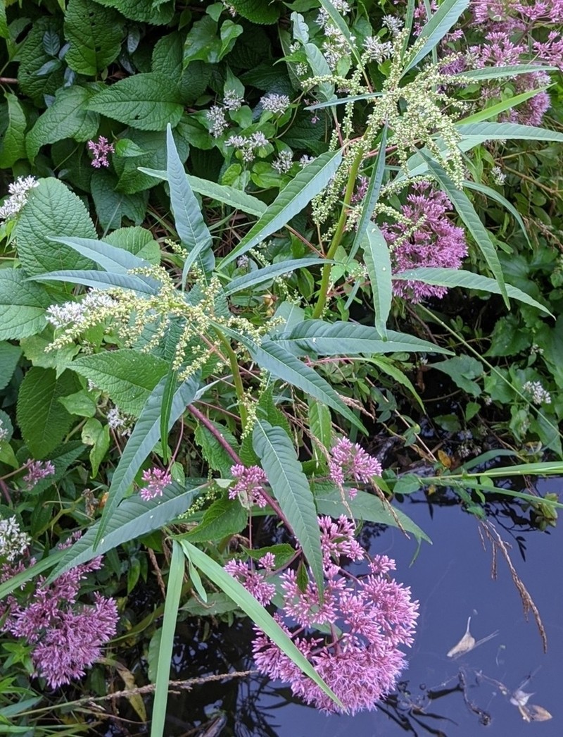 Tidalmarsh Amaranth photo 8