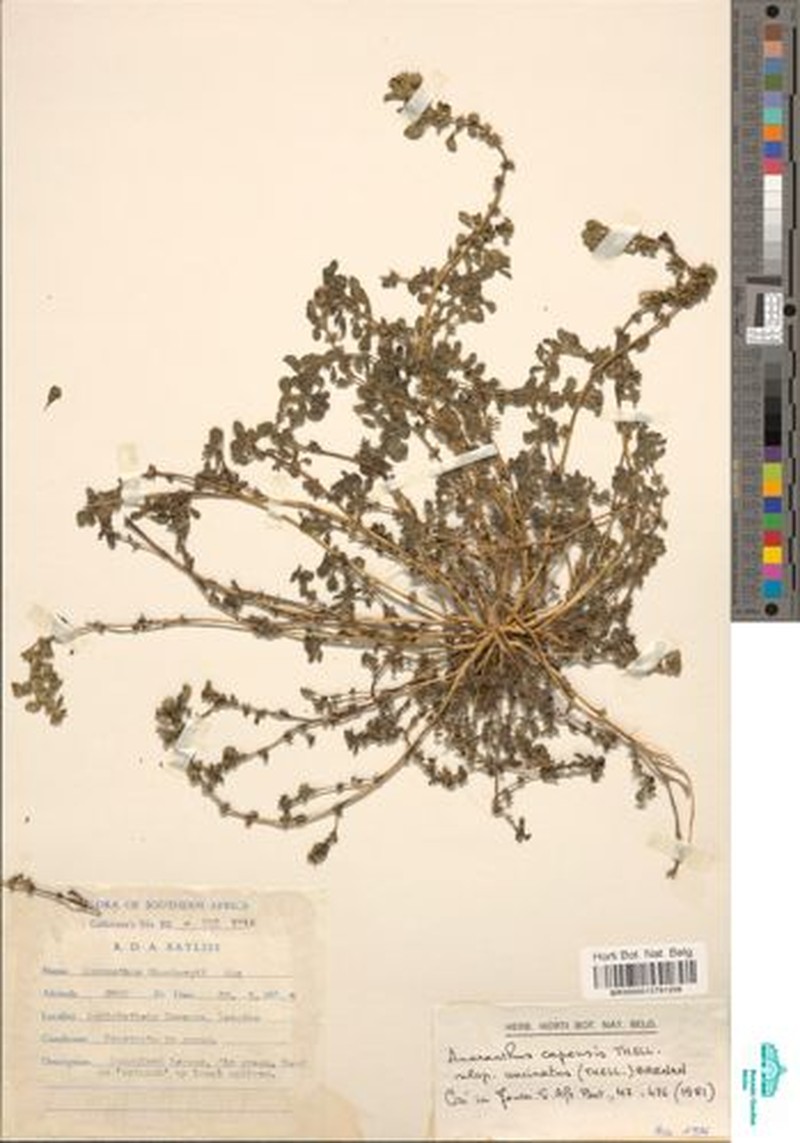 Amaranthus capensis