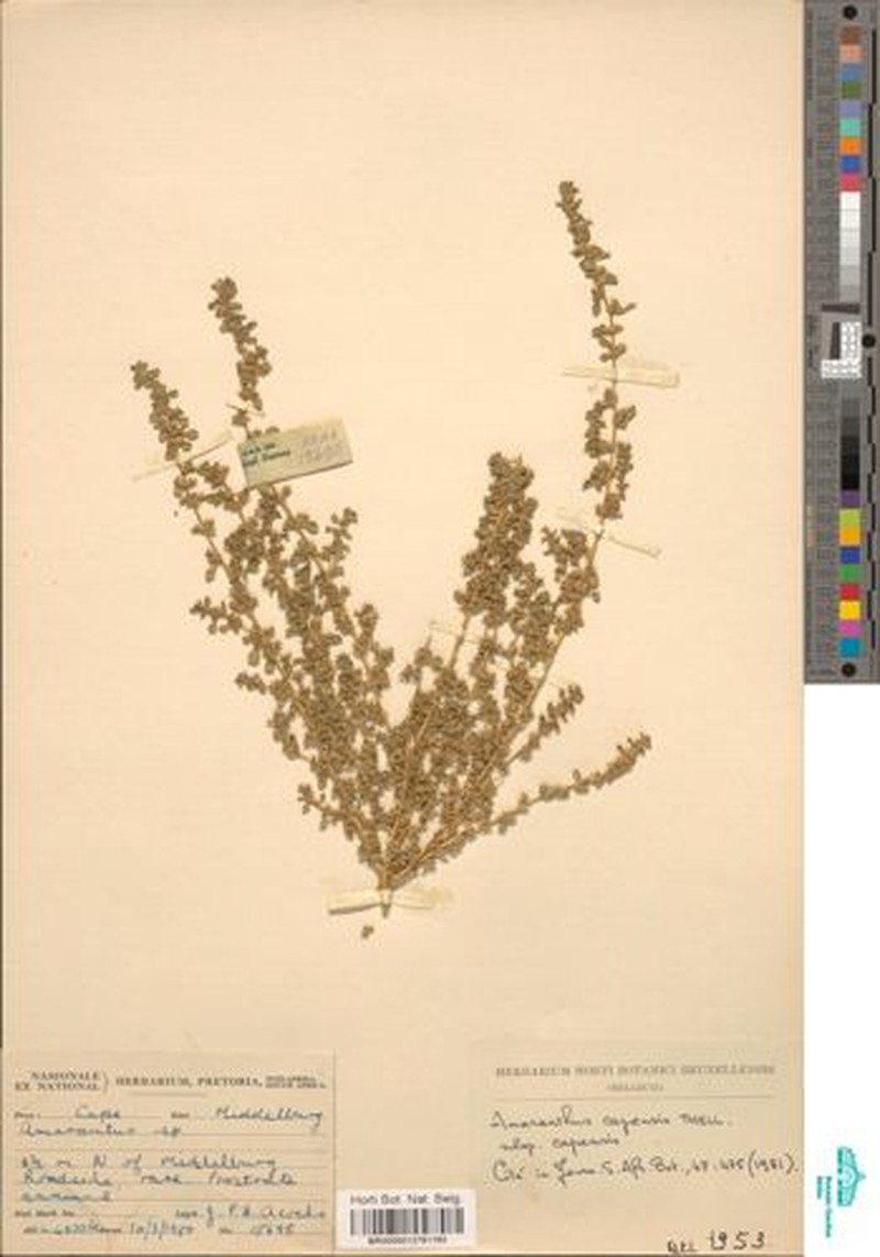Amaranthus capensis subsp. capensis