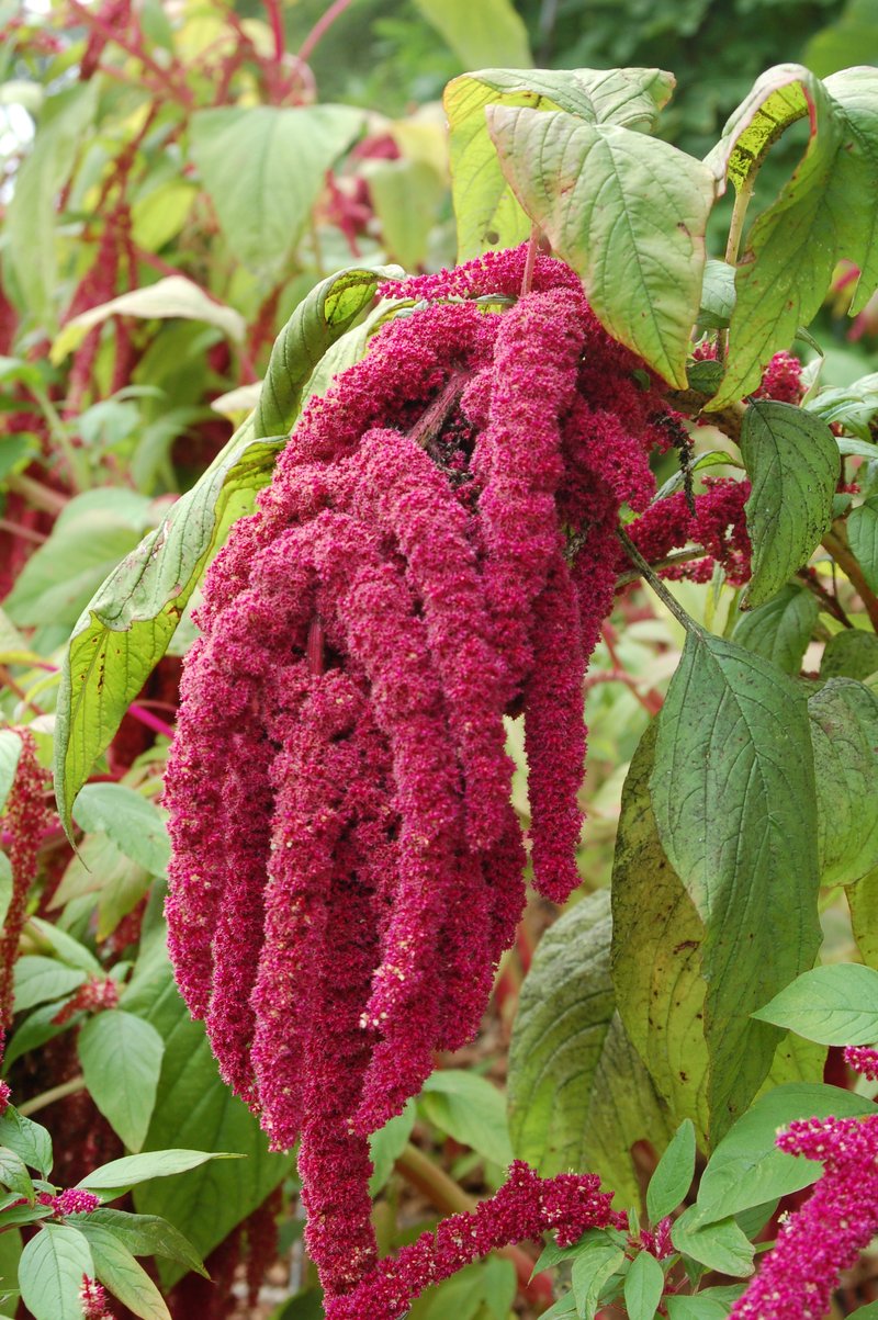 Foxtail Amaranth