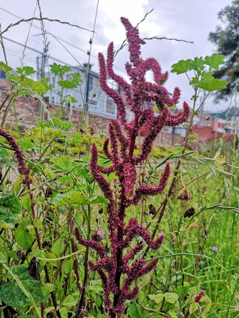 Foxtail Amaranth photo 3