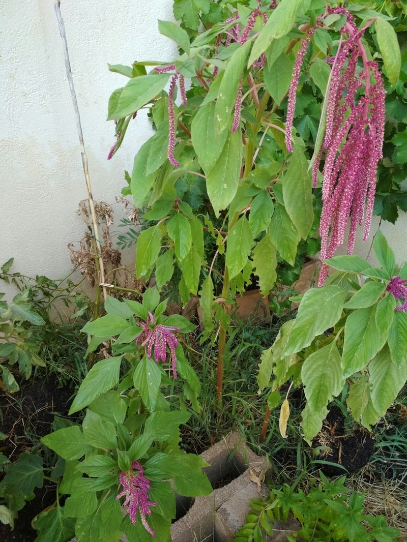 Foxtail Amaranth photo 4