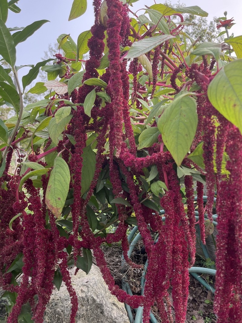 Foxtail Amaranth photo 5