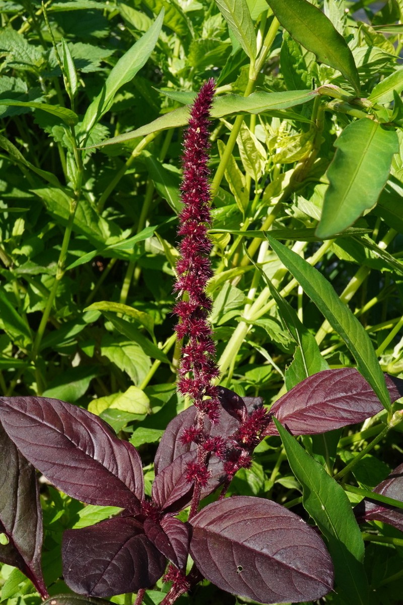 Foxtail Amaranth photo 6