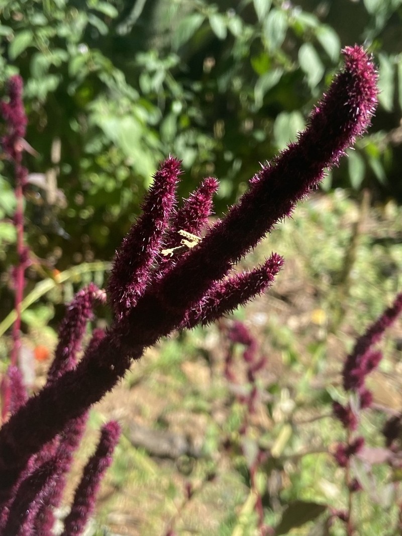 Foxtail Amaranth photo 7