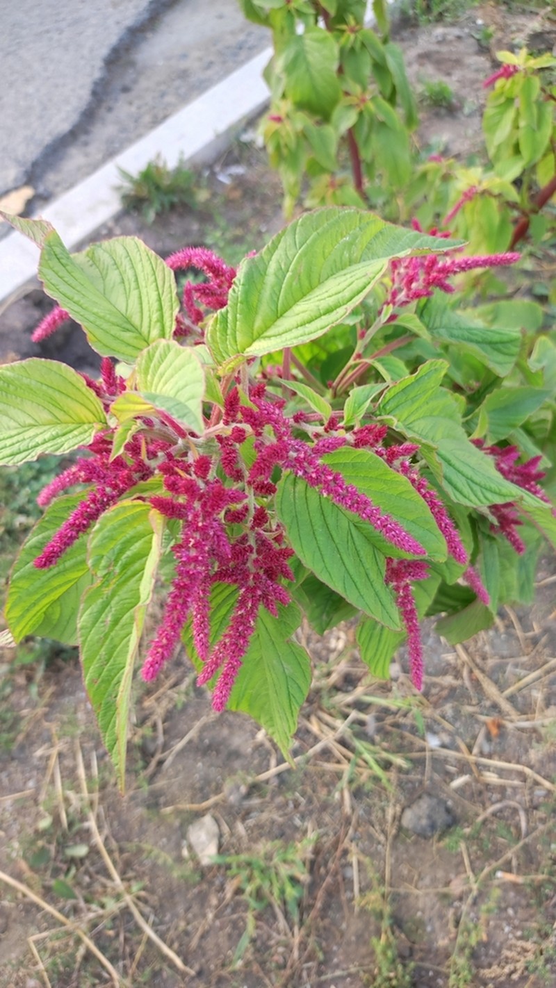 Foxtail Amaranth photo 8