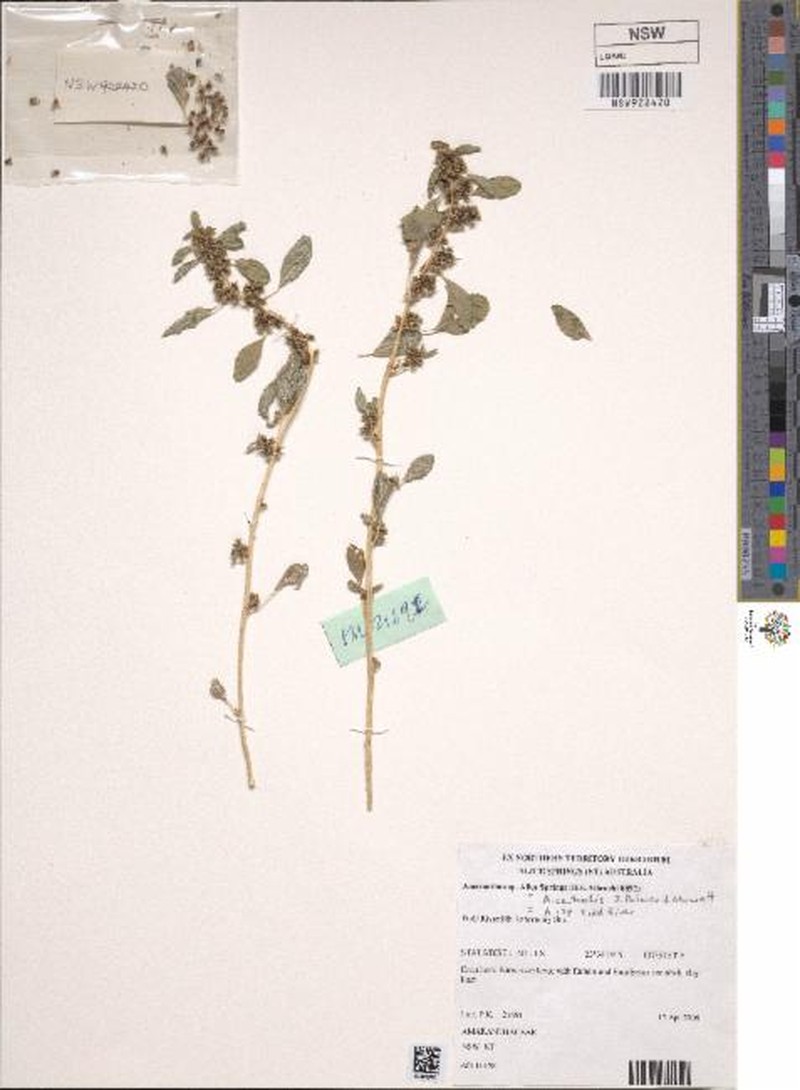 Amaranthus centralis