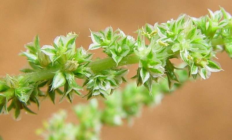 Amaranthus clementii