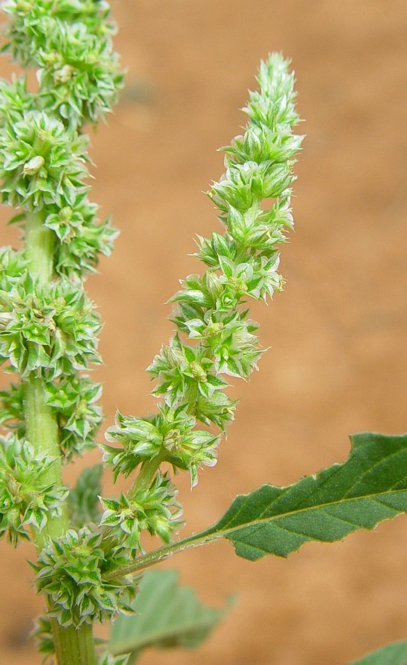Amaranthus clementii photo 2