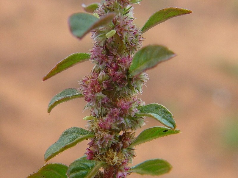Amaranthus cochleitepalus
