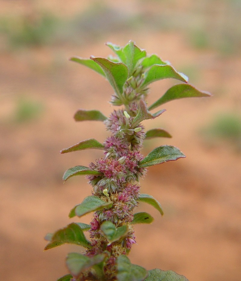 Amaranthus cochleitepalus photo 2
