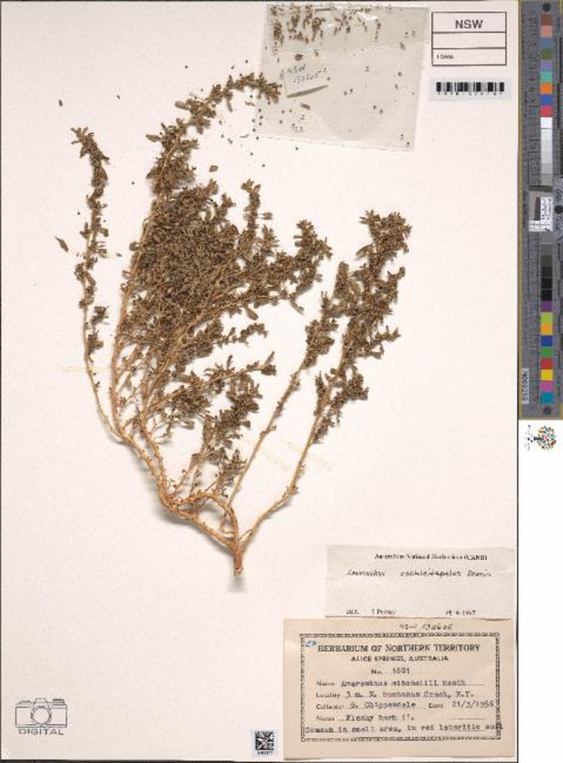 Amaranthus cochleitepalus photo 3