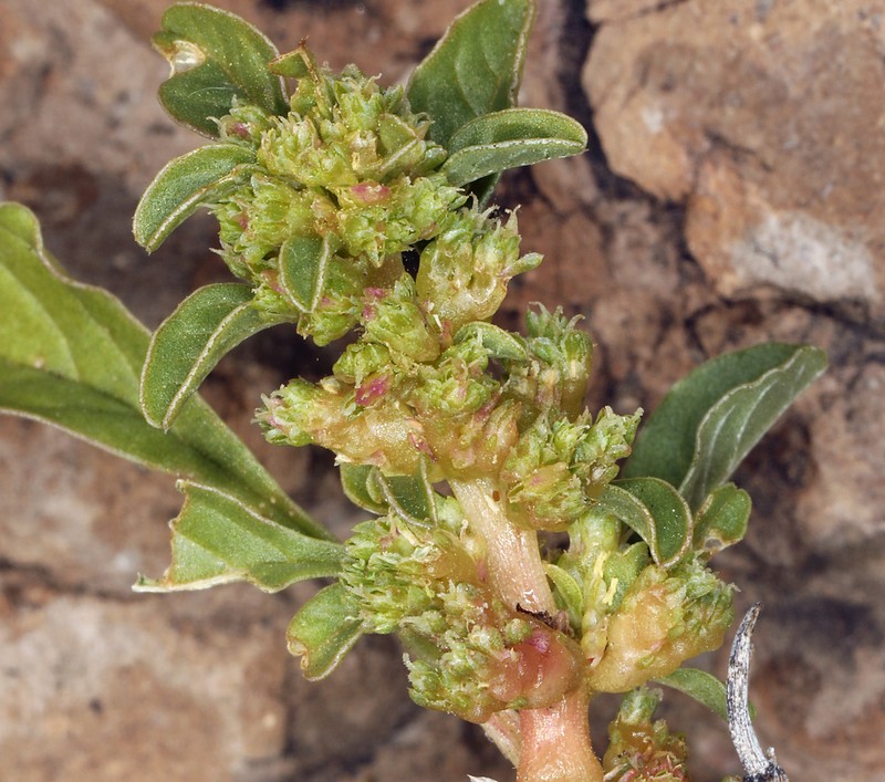 Spreading Amaranth