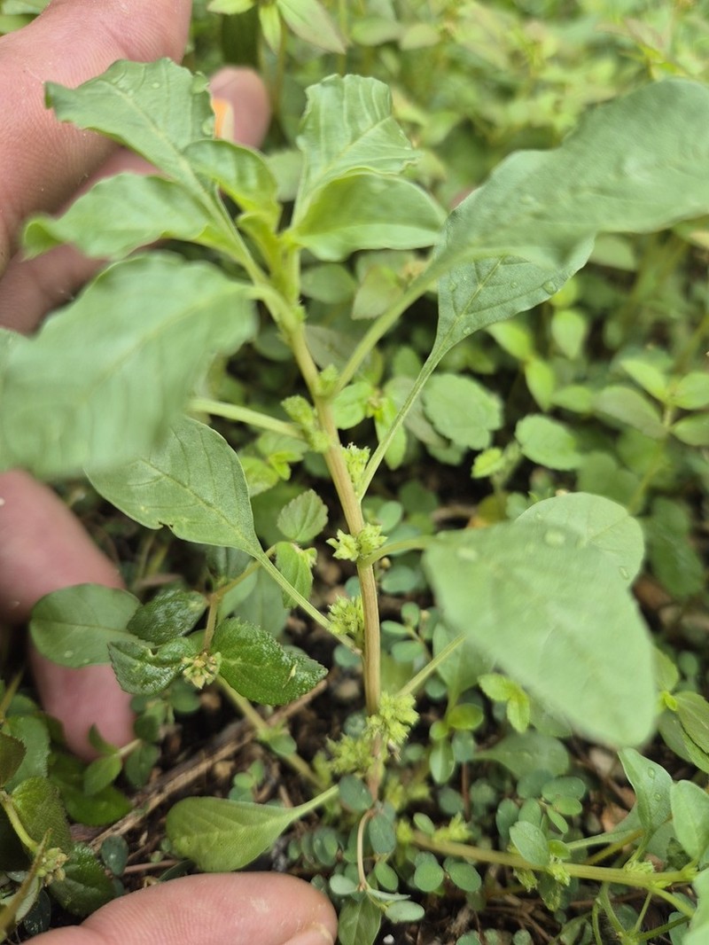 Spreading Amaranth photo 2