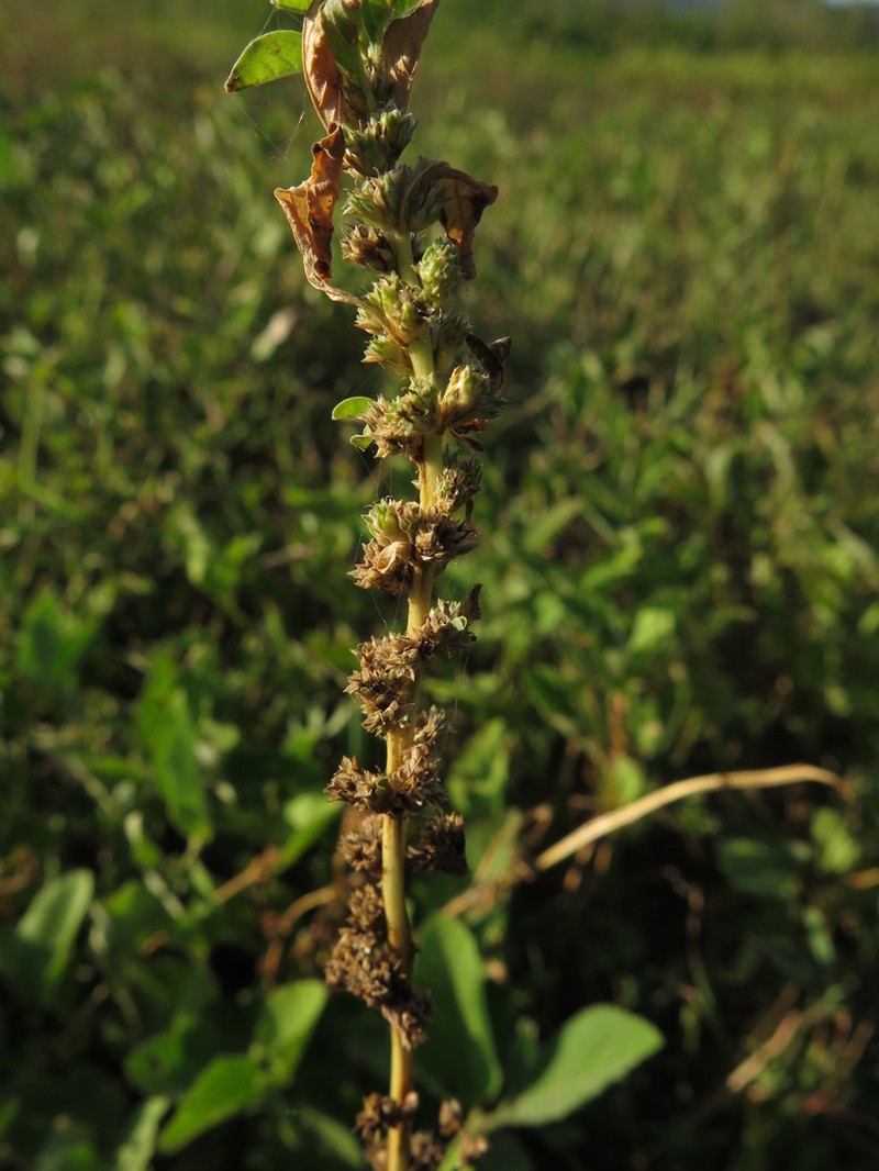 Spreading Amaranth photo 3
