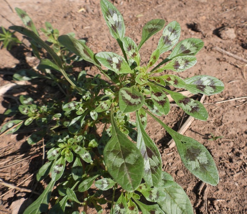 Spreading Amaranth photo 5