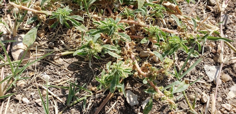 Spreading Amaranth photo 7