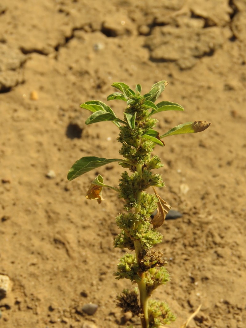Spreading Amaranth photo 8