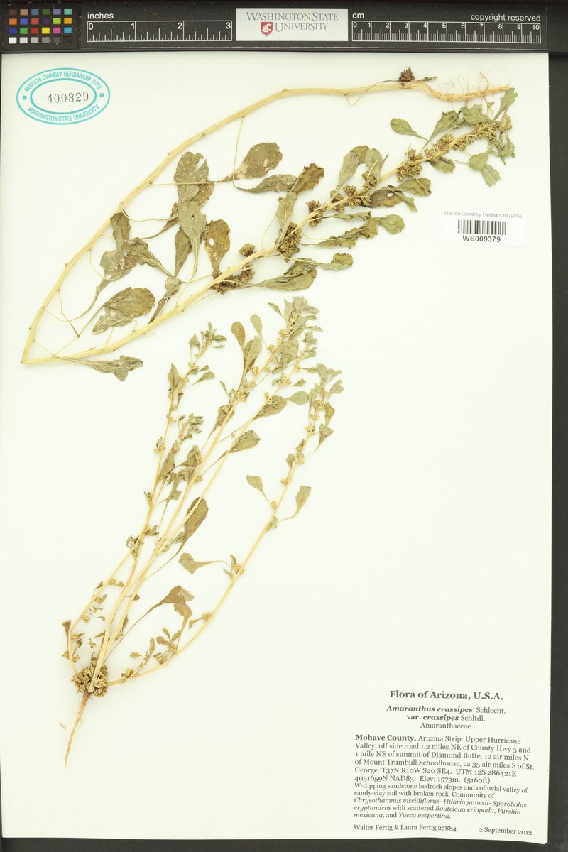 Amaranthus crassipes var. crassipes photo 2