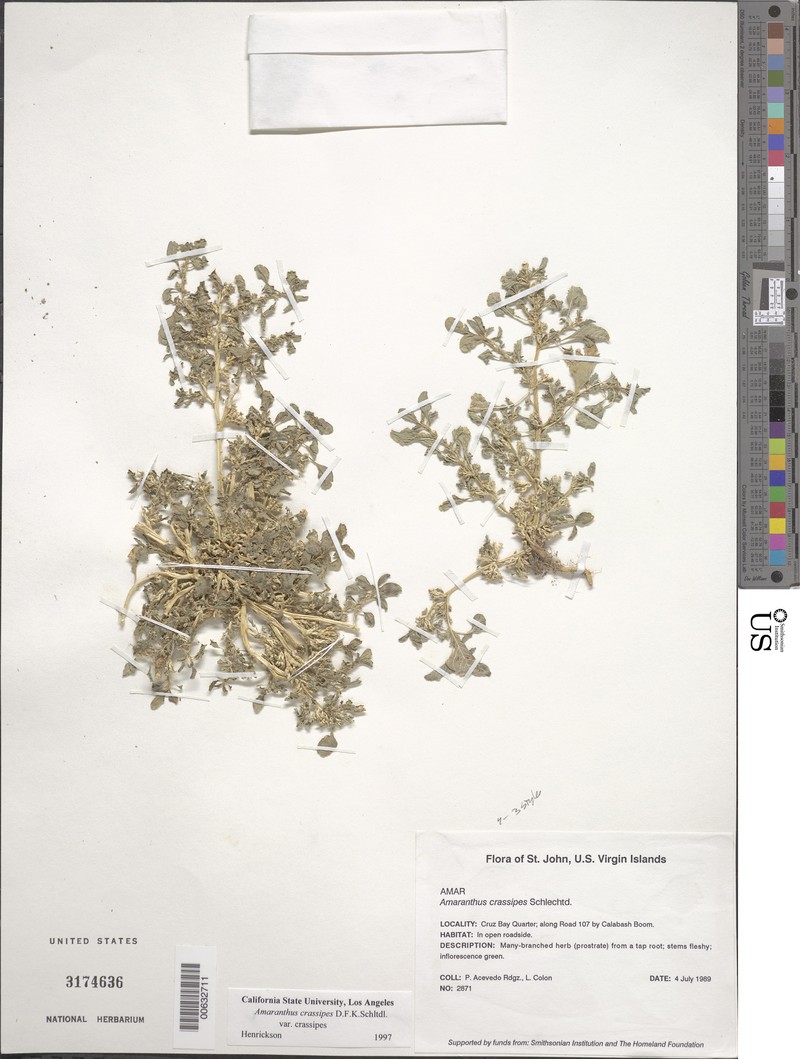 Amaranthus crassipes var. crassipes