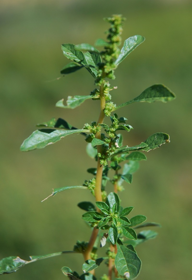 Amaranthus crassipes var. warnockii photo 2
