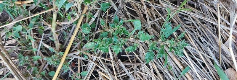 Crispleaf Amaranth photo 2