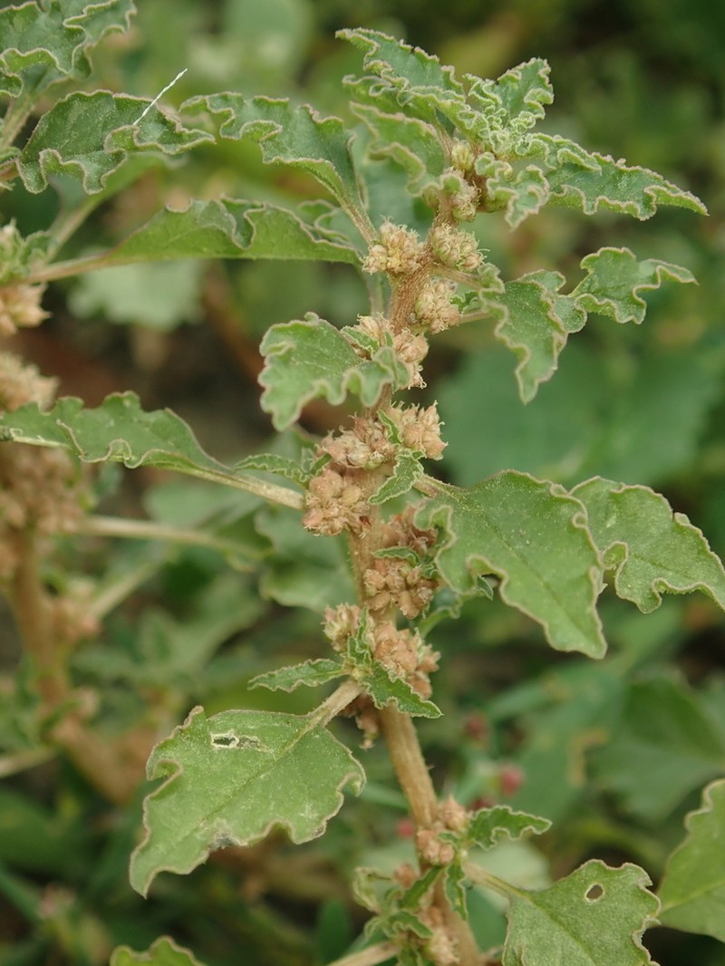 Crispleaf Amaranth photo 3