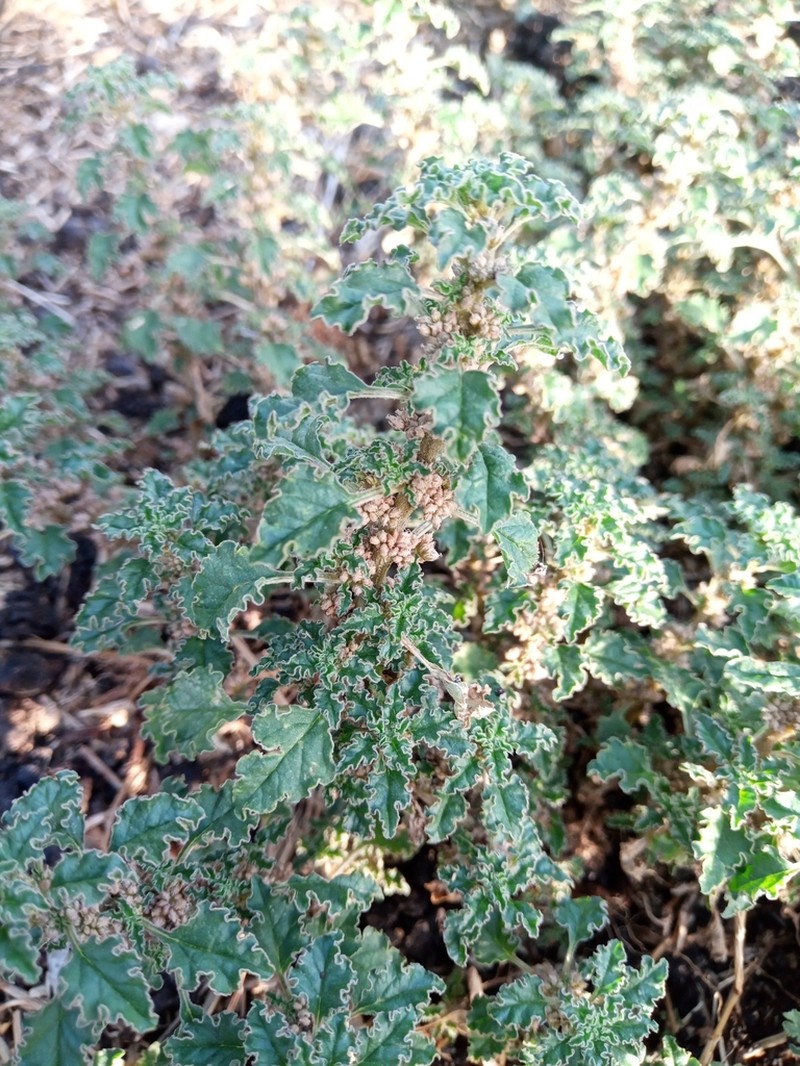 Crispleaf Amaranth photo 4