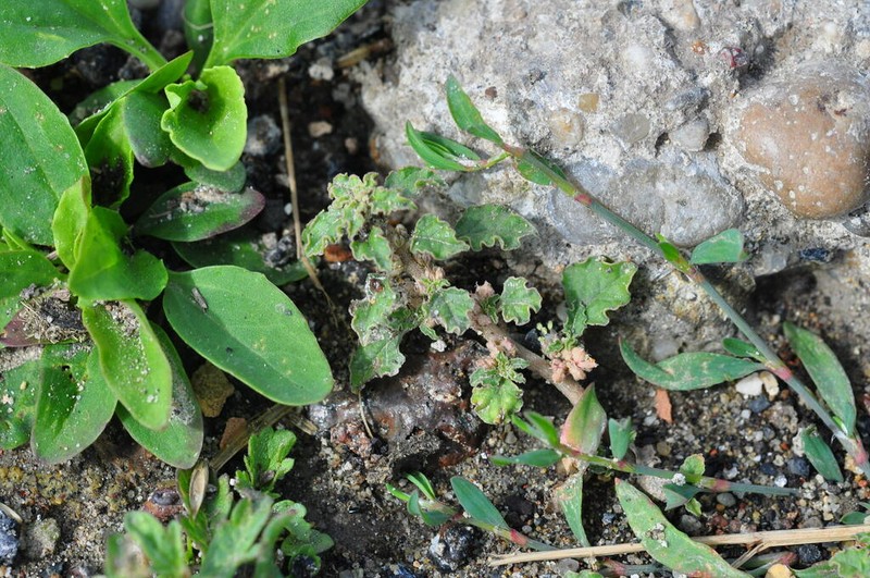 Crispleaf Amaranth photo 5