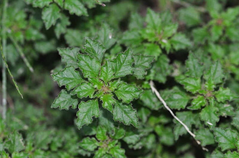 Crispleaf Amaranth photo 6