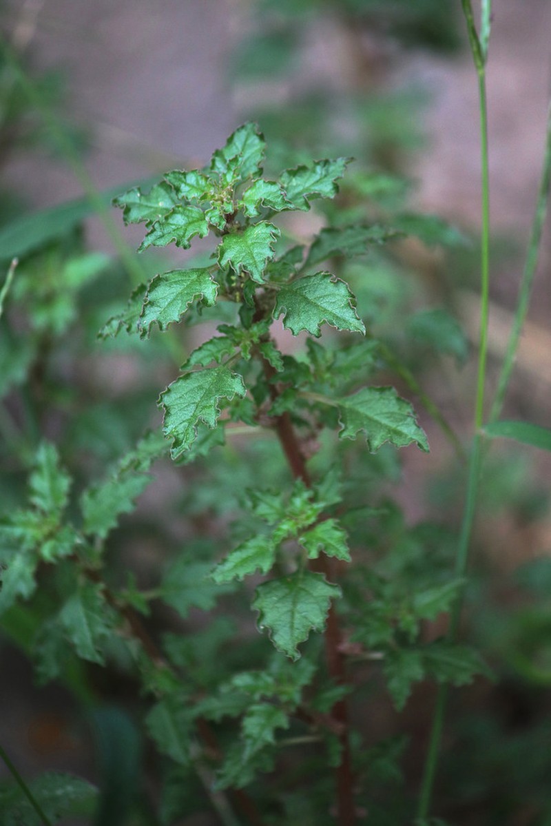 Crispleaf Amaranth photo 7