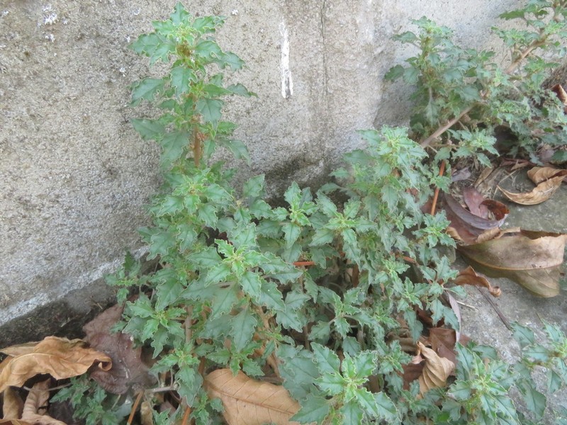 Crispleaf Amaranth photo 8